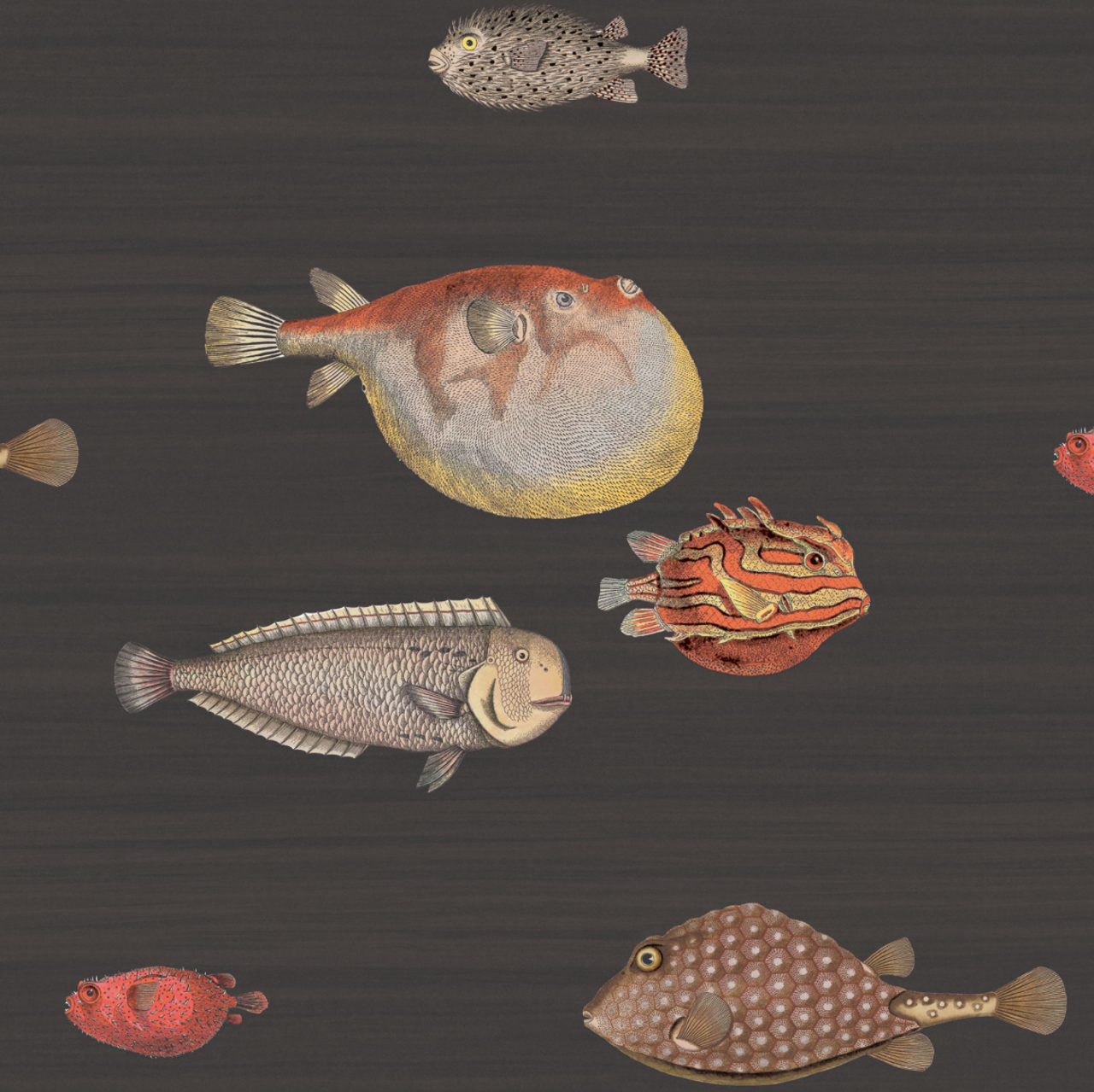 Acquario Charcoal