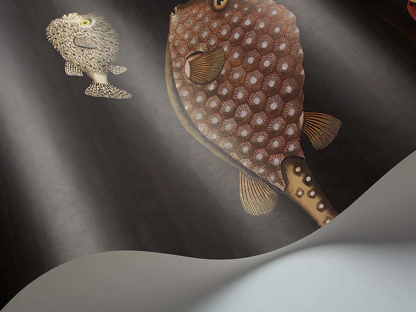 Acquario Charcoal