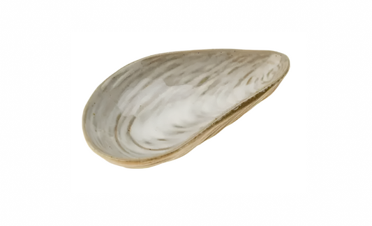 Clam Shell