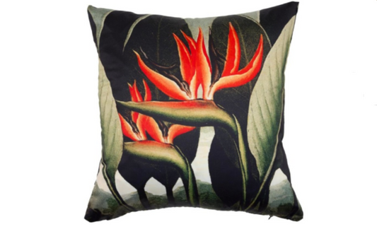 Thornton Bird of Paradise