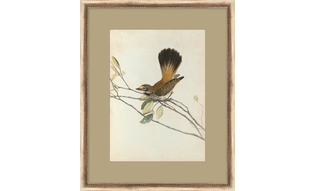 Orange Rumpt Flycatcher