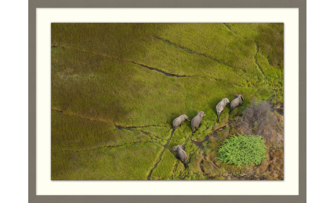 Elephants in the Room