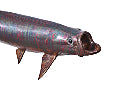 Tarpon Fish Wall Sculpture