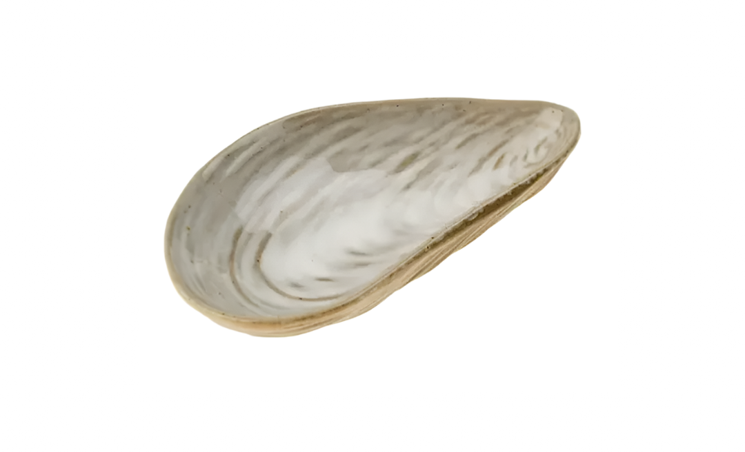Clam Shell